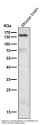 Anti-Brd4 Rabbit Monoclonal Antibody