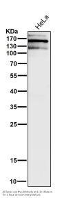 Anti-Brd4 Rabbit Monoclonal Antibody