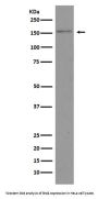 Anti-Brd4 Rabbit Monoclonal Antibody