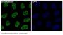 Anti-Brd4 Rabbit Monoclonal Antibody