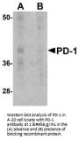 Anti-PD-1 Pdcd1 Monoclonal Antibody [7A11B1]