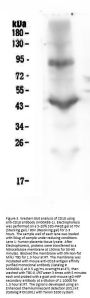 Anti-CD18 ITGB2 Antibody Picoband™ (monoclonal, 1A3/2A10)