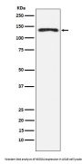 Anti-NEDD4 Rabbit Monoclonal Antibody