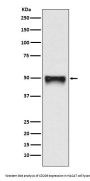 Anti-CD209 Rabbit Monoclonal Antibody