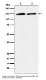 Anti-mSin3A Rabbit Monoclonal Antibody