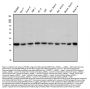 Anti-STUB1 Antibody Picoband™ (monoclonal, 13I8)