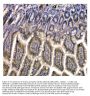 Anti-STUB1 Antibody Picoband™ (monoclonal, 13I8)