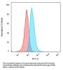 Anti-CD74 (B-Cell Marker) Monoclonal Antibody