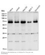 Anti-BIRC2 Monoclonal Antibody