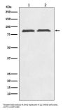 Anti-Axin2/Conductin Rabbit Monoclonal Antibody