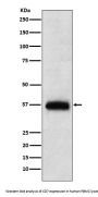 Anti-CD7 Monoclonal Antibody