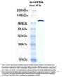 Anti-GRP94 Monoclonal Antibody