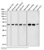 Anti-LXR alpha NR1H3 Rabbit Monoclonal Antibody