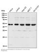 Anti-LXR alpha NR1H3 Rabbit Monoclonal Antibody