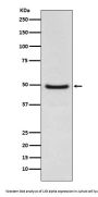 Anti-LXR alpha NR1H3 Rabbit Monoclonal Antibody