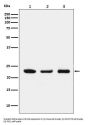 Anti-p23 Monoclonal Antibody