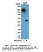 Anti-Mouse IgG1 Rabbit Monoclonal Antibody, Clone#RM106