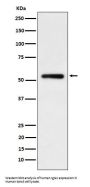 Anti-Human IgG1 Rabbit Monoclonal Antibody