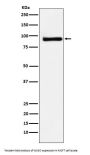 Anti-KAISO Rabbit Monoclonal Antibody