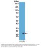 Anti-Dimethyl Histone H3 (Lys23) H3F3A Rabbit Monoclonal Antibody, Clone#RM171