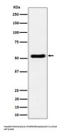 Anti-GPRC5B Rabbit Monoclonal Antibody