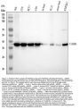 Anti-FAM50A Rabbit Monoclonal Antibody