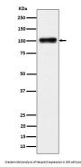 Anti-Nesprin3 Rabbit Monoclonal Antibody