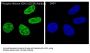 Anti-Phospho-Histone H2A.X (S139) H2AFX Monoclonal Antibody