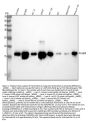 Anti-Phospho-Histone H2A.X (S139) H2AFX Monoclonal Antibody