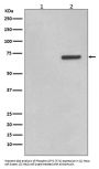 Anti-Phospho-ATF2 (T71) Rabbit Monoclonal Antibody