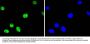 Anti-Phospho-ATF2 (T71) Rabbit Monoclonal Antibody