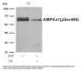 Anti-Phospho-AMPK alpha1 (Ser496)PRKAA1 Antibody