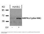 Anti-Phospho-AMPK alpha1 (Ser496)PRKAA1 Antibody