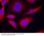 Anti-Phospho-AMPK alpha1 (Ser496)PRKAA1 Antibody