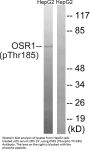 Anti-Phospho OSR1 (Thr185) Antibody