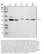 Anti-HEXA Antibody