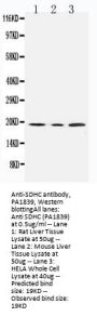 Anti-SDHC Antibody