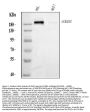 Anti-Smad Interacting Protein 1/ZEB2 Antibody