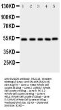 Anti-SMAD5 Antibody