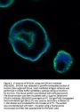 Anti-EpCAM Antibody Picoband™