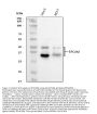 Anti-EpCAM Antibody Picoband™