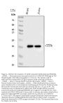 Anti-CD3 epsilon/CD3E Antibody Picoband™