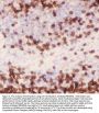 Anti-CD3 epsilon/CD3E Antibody Picoband™