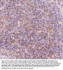 Anti-CD3 epsilon/CD3E Antibody Picoband™