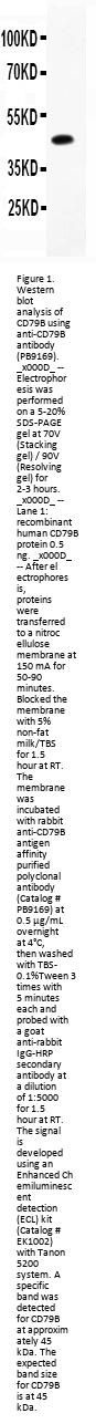 Anti-CD79b Antibody Picoband™