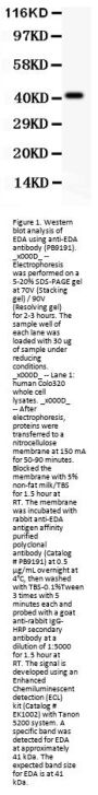 Anti-EDA Antibody Picoband™