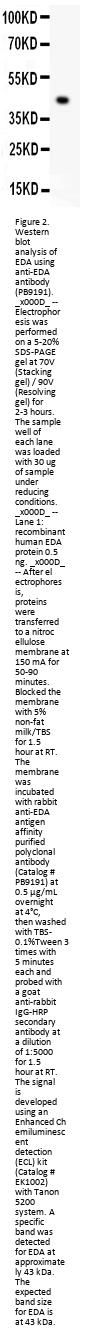 Anti-EDA Antibody Picoband™