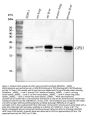 Anti-Glutathione Peroxidase 1/GPX1 Antibody Picoband™
