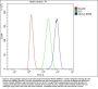 Anti-Monoamine Oxidase A/MAOA Antibody Picoband™