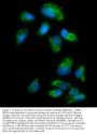 Anti-Monoamine Oxidase A/MAOA Antibody Picoband™